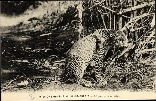 AK-Missionen der PP des Heiligen Geistes, Leopard gefangen