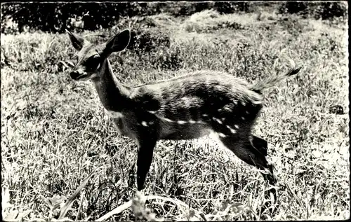 Ak Faune Africaine, Buffons Cob-Antilope