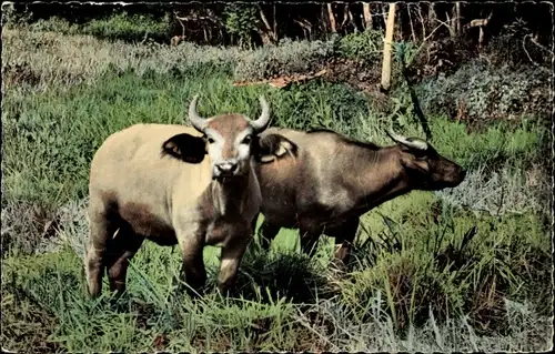 Ak African Fauna, Paar junge Büffel