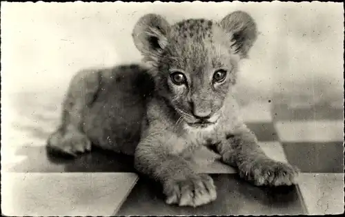 Ak African Fauna, Der kleine Löwe