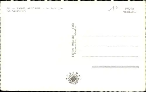 Ak African Fauna, Der kleine Löwe