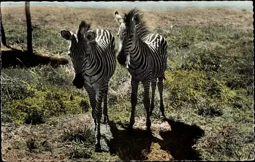 Ak afrikanische Wildtiere, Zebras