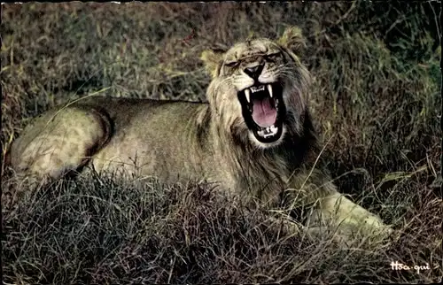 Ak afrikanische Wildtiere, Löwe
