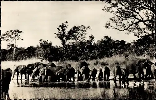 Ak Afrikanische Fauna, Elefantenherde