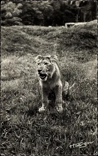 Ak afrikanische Wildtiere, Löwe