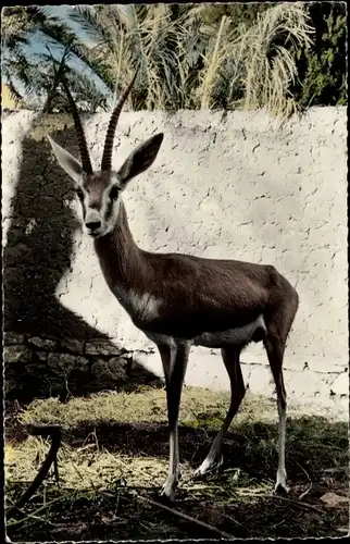 Ak afrikanische Fauna, Sandgazelle