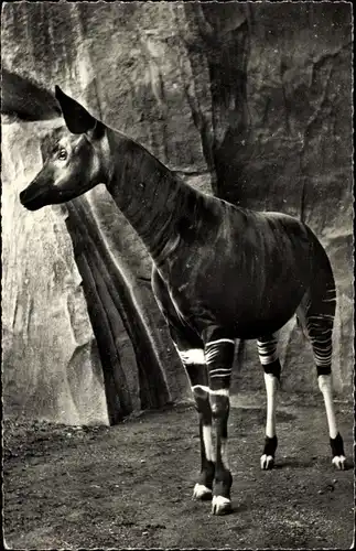 Ak African Wildlife, Okapi