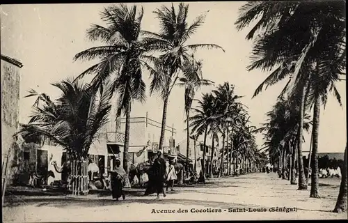 Ak Saint Louis Senegal, Avenue des Cocotiers