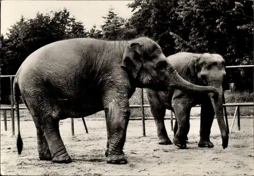 Ak Zoo Magdeburg, Indische Elefanten Sonja und Kati