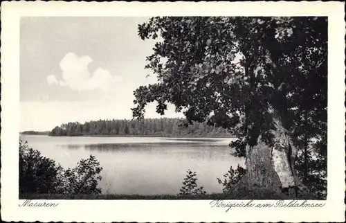Ak Ostpreußen, Masuren, Königseiche am Beldahnsee