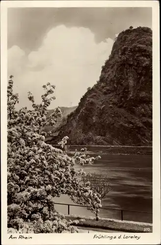 Ak Sankt Goarshausen am Rhein, Loreley, Am Rhein, Frühling