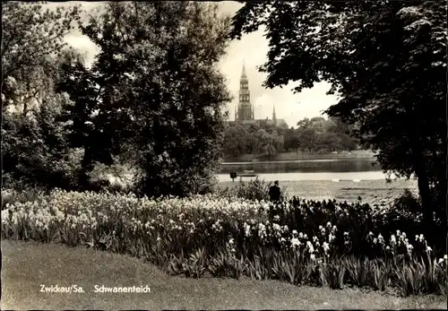 Ak Zwickau in Sachsen, Schwanenteich