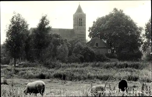 Ak Hoornaar Südholland, Ned. Herv. Kerk, weidende Schaafe