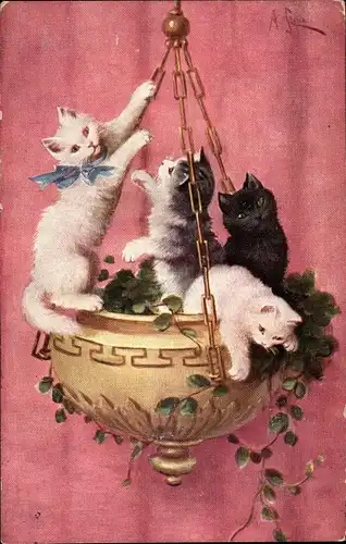 Künstler Ak Stone, A., Vier junge Katzen in einem hängenden Pflanzgefäß