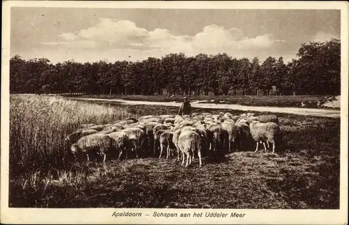 Ak Apeldoorn Gelderland, Schapen aan het Uddeler Meer