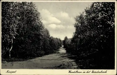 Ak Nunspeet Gelderland, Wandellaan in het Zandenbosch