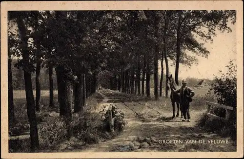 Ak Veluwe Gelderland Niederlande, Allee