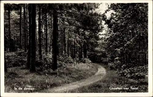 Ak Texel Nordholland Niederlande, In de dennen