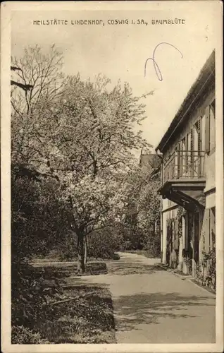 Ak Coswig in Sachsen, Heilstätte Lindenhof, Baumblüte