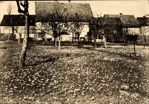 Ak Drebach im Erzgebirge Sachsen, Krokuswiesej