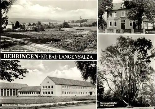 Ak Großenbehringen Behringen in Thüringen, Polytechnische Oberschule, Weymouthkiefer, Apotheke