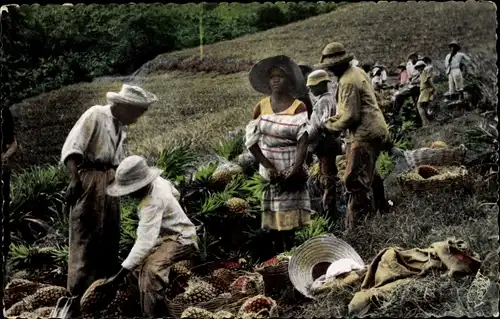 Ak Gros Morne La Trinité Martinique, La récolte des Ananas