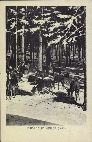 Ak Harz, Hirsche im Winter, Beim Grasen im Schnee