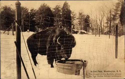 Ak Washington DC USA, Zoo Park, Buffalo