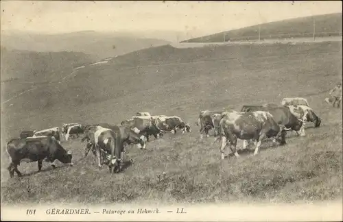 Ak Gérardmer Lothringen Vosges, Paturage au Hohneck