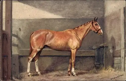 Künstler Ak Alderson, Heavyweight Hunter type, Gelding, Rassepferd