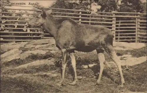 Ak Elch, Tierportrait, Gehege