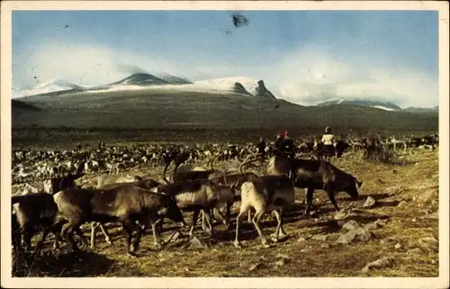 Ak Lappland, Rentierherde, Hirten, Im Hintergrund Berge