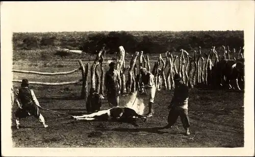 Ak Argentinien, Marcando caballos, Brandmarken eines Rindes