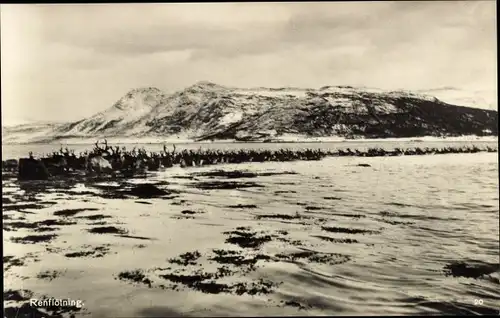 Ak Hammerfest Norwegen, Renflötning