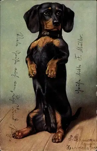 Künstler Ak Dackel macht Männchen