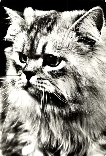 Ak Katzenportrait, getigerte langhaarige Katze