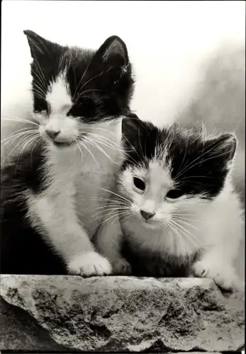 Ak Zwei junge schwarz-weiße Katzen