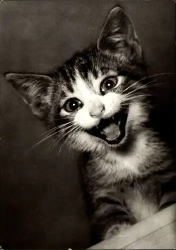 Ak Junge getigerte Katze