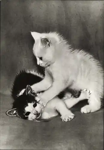 Ak Zwei spielende junge Katzen