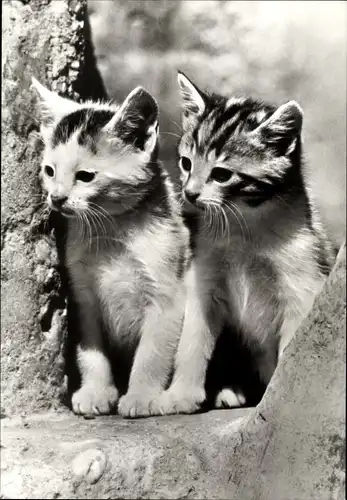 Ak Zwei junge getigerte Katzen