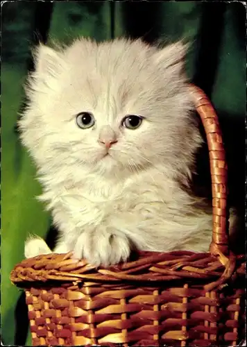 Ak Junge weiße Langhaarkatze in einem Weidenkorb