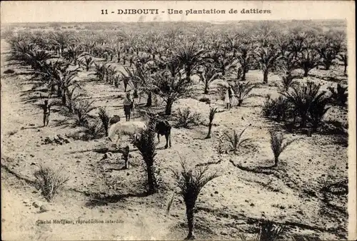 Ak Dschibuti, Dattelplantage, Palmen