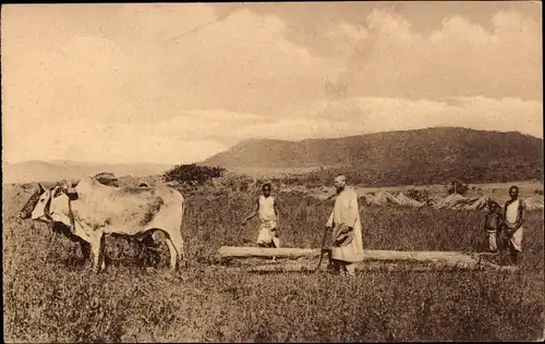 Ak La Frere Wendelin transportiert Holz