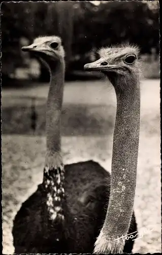 Ak afrikanische Fauna, junge Strauße