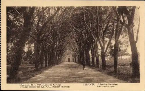 Ak Kisantu RD Kongo Zaire, Mission der RRPP-Jesuiten in Kwango, Allée de palissandres