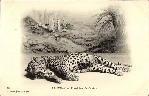 Ak Algerie, Panther des Atlas