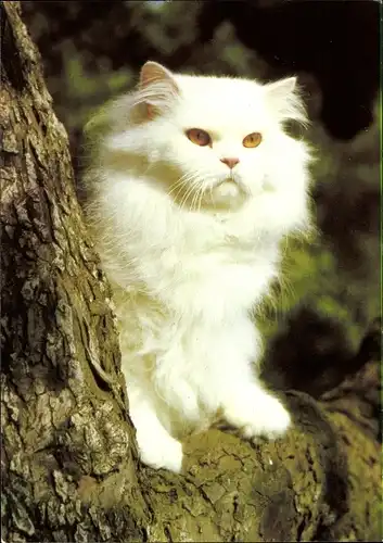 Ak Katzenportrait, weiße Langhaarkatze auf einem Baumstamm