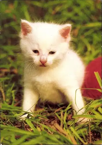 Ak Junge weiße Katze im Gras