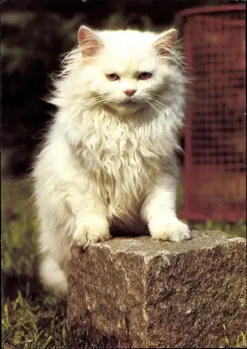 Ak Weiße Langhaarkatze auf einem Steinblock