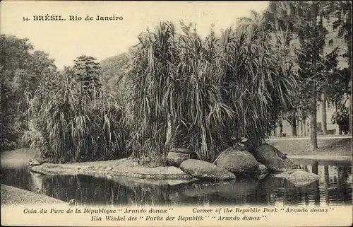 Ak Rio de Janeiro Brasilien, Park der Republik, Arundo donax